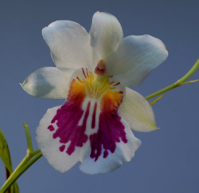 Miltonia phalaenopsis;  botanic, flower 5 cm