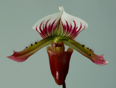 Paphiopedilum callosum, botanic
