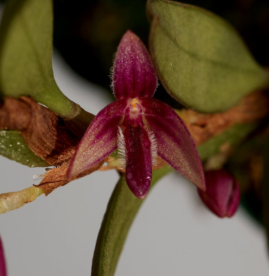 Bulbophyllum sp. flower 8 mm