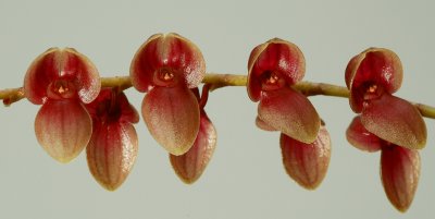 Stelis sp.