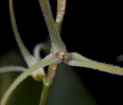 Pleurothallis sclerophylla , lip 0.5 mm