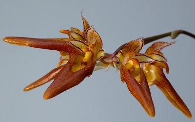 Bulbophyllum  purpureifolium, flower 4 cm