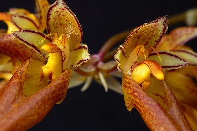 Bulbophyllum  purpureifolium, close
