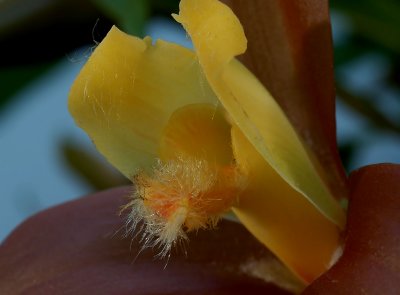 Lycaste lasioglossa, lip