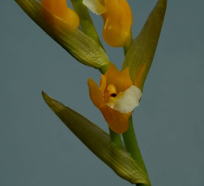 Brachtia andina , flowers 8 mm