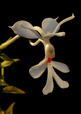 Calanthe triplicata,  Christmas orchid , flower 4 cm