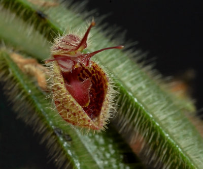 Dresslerella pilosissima , flower 1 cm
