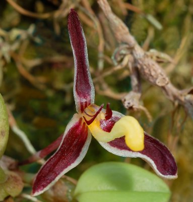 Bulbophyllum alkmaarense, red phase , flower 2 cm