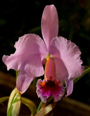 Cattleya percivaliana, pink ,  flower 15 cm , botanic