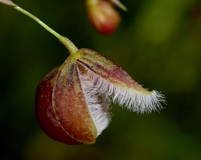 Pleurothallis cypripedioides, flower about 1 cm