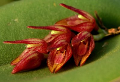 Pleurothallis sp,  flowers 8 mm
