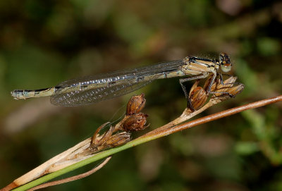 watersnuffel vrouw jong