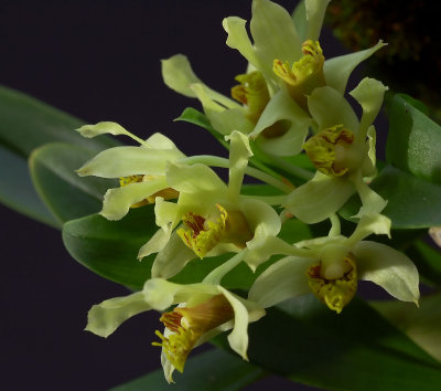 Dendrobium delacourii,  Ueang Dok Ma Kham,  flowers 2 cm