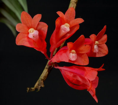 Dendrobium lawesii, flowers 2.5 cm