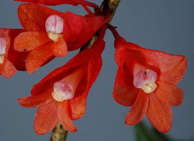 Dendrobium lawesii