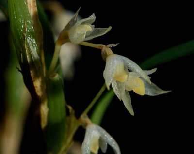 Bulbophyllum sp.   flower only 4mm across