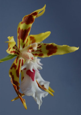 Odontoglossum constrictum, close