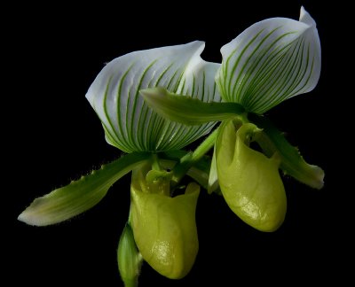 Paphiopedilum maudiae, 12 cm