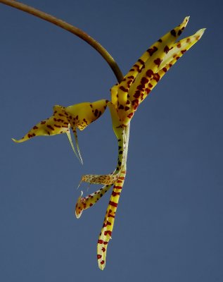 Gongora histrionica, 4 cm