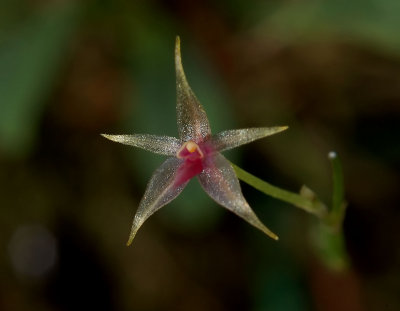 Platystele sp.  flower  4 mm across