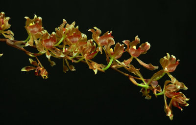 Oncidium peltiforme, botanic, flowers 3 cm