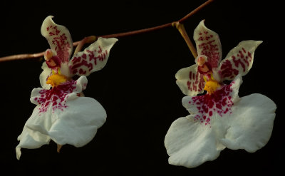 Caucaea  phalaenopsis, botanic