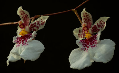 Caucaea phalaenopsis, botanic