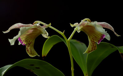 Dendrobium latouria,   flower 5 cm