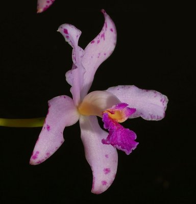Cattleya amethistoglossa