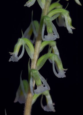 Cyclopogon lindleyanum, flowers 0.5-1.0 cm