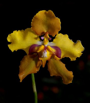 Gallery Cyrtochilum, Dasyglossum orchids