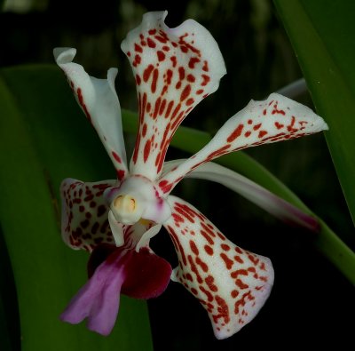 Vanda tricolor suavis