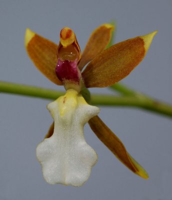 Oncidium panduriforme, botanic, 1.5 cm