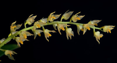 Bulbophyllum gibbosum  8 mm