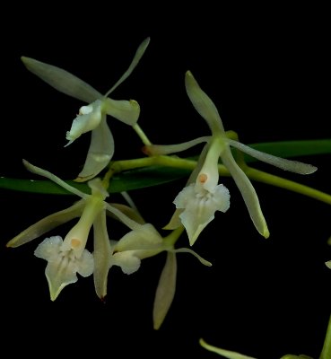 Epidendrum sp.  1.5 cm