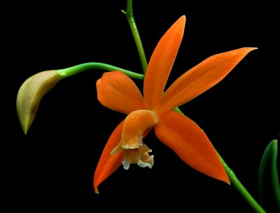 Hofmannseggella (Laelia) kautskyana, botanic  4 cm