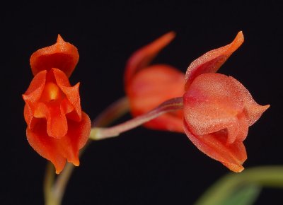 Neodryas weberbaueri,   flowers 8-12 mm