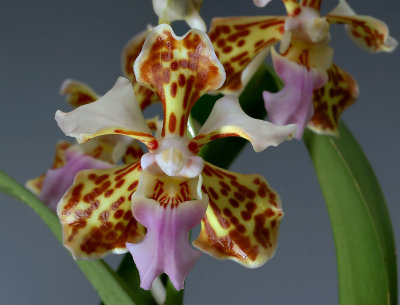 Vanda orchids