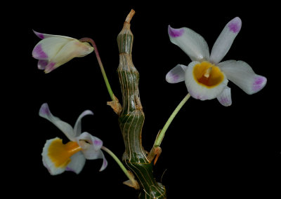 Dendrobium pendulum, Mai Thao Rusi, Wai Pom