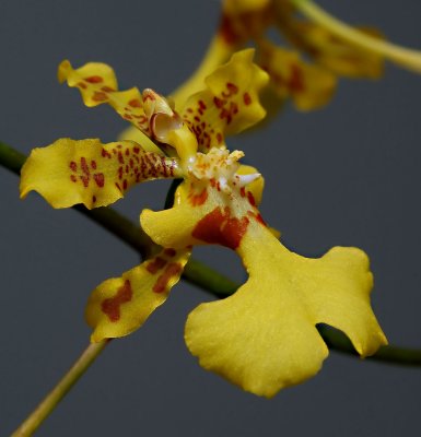 Oncidium pictum, botanic , 2 cm