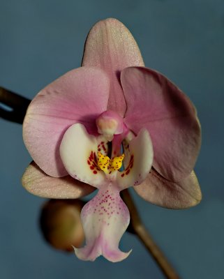 Phalaenopsis schilleriana, just open, half size of old flower