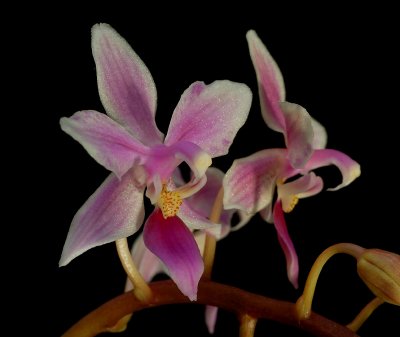 Phalaenopsis equestris, botanic 2.5 cm