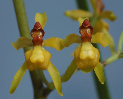 Oncidium diodon,  1 cm