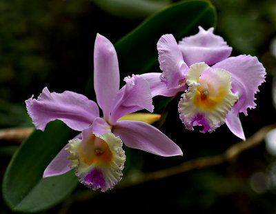 Cattleya schroederae