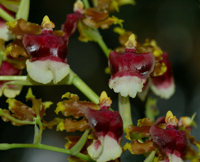Oncidium
