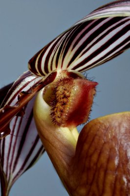 Paphiopedilum gardineri, detail pubic hair