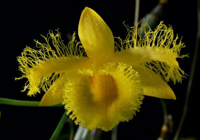 Dendrobium harveyanum, Ueang Kham Foi