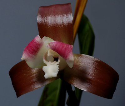 Lycaste macrophylla ssp. reichenbachiana, botanic , 8 cm