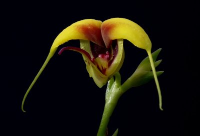 Gallery Scaphosepalum orchids