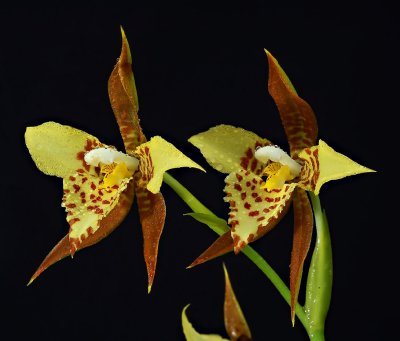 Rhynchostele  maculata, botanic , 6 cm